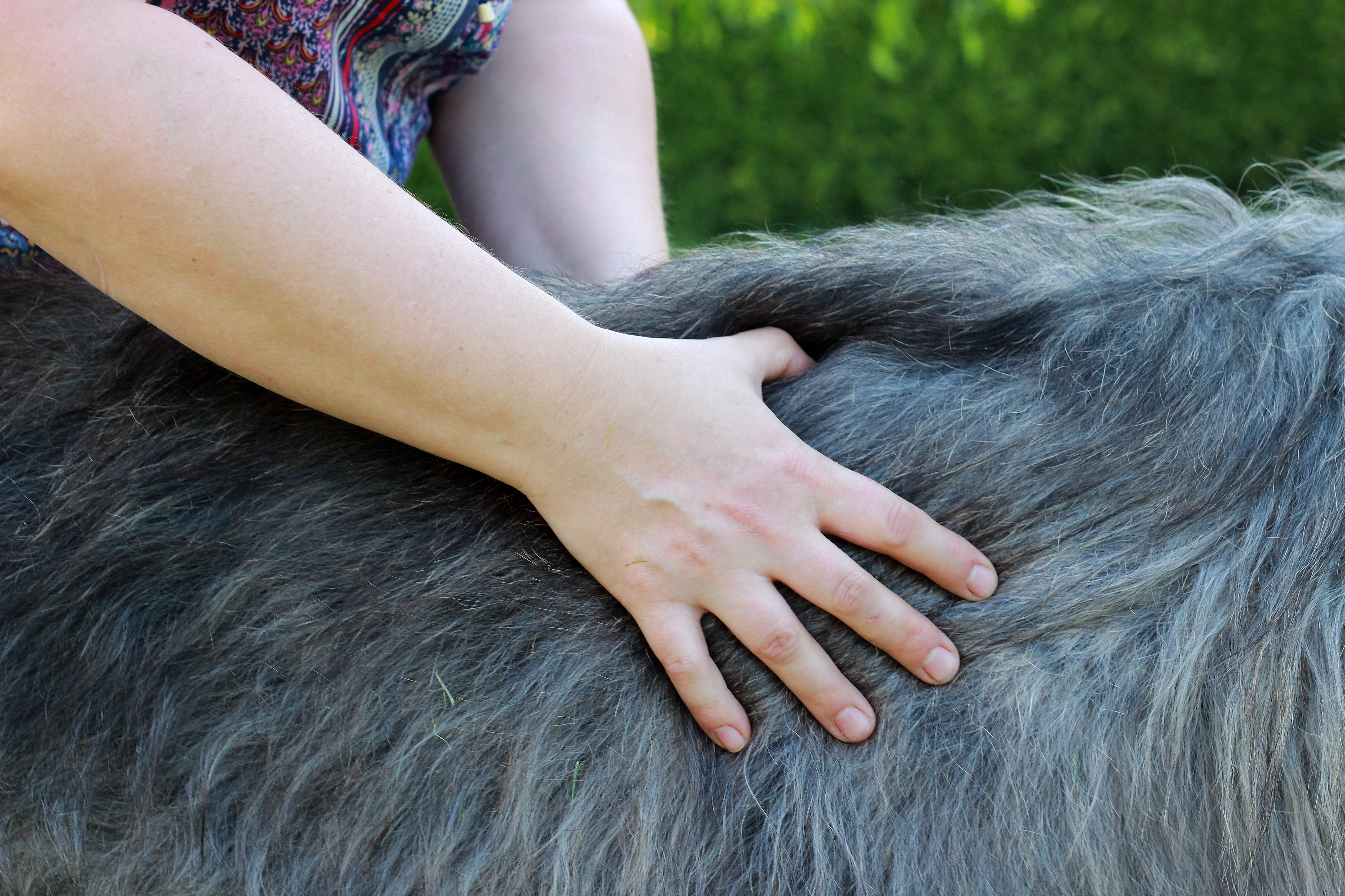 osteopathie tierheilpraxis akupunktur Hund Pferd